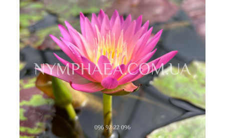 Лёгкий вариант зимовки тропиков!