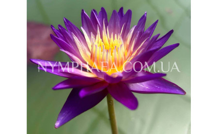 Зимовка тропиков, наслаждаясь цветением зимой!