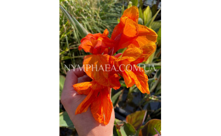 Хранение Канн зимой