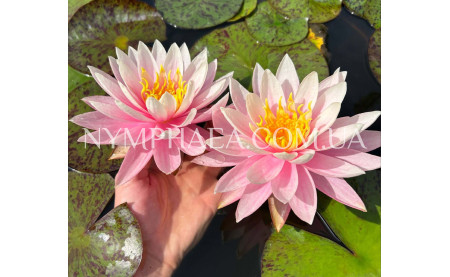 Зимівля Німфей у підвальному приміщенні