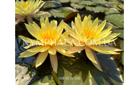 Загальні відомості щодо зимівлі німфей