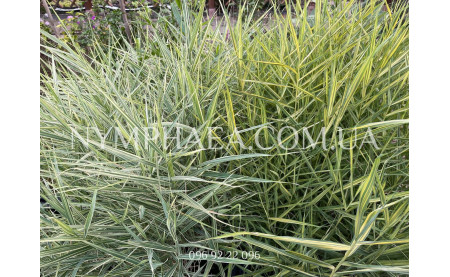 Догляд за прибережними рослинами з осені до весни