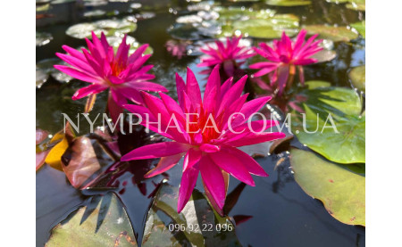 Загальні відомості