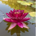 Nymphaea Almost Black (Нимфея Олмост Блек)