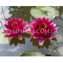 Nymphaea Almost Black (Нимфея Олмост Блек)