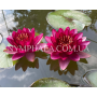 Nymphaea Almost Blac...