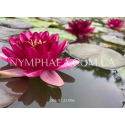 Nymphaea Almost Black (Нимфея Олмост Блек)
