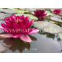 Nymphaea Almost Blac...