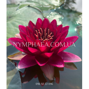 Nymphaea Almost Blac...