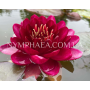 Nymphaea Almost Blac...
