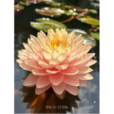 Nymphaea Arrakis (Нимфея Арракис)