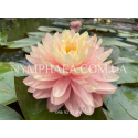 Nymphaea Awesome (Німфея Авесом)