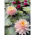 Nymphaea Awesome (Німфея Авесом)