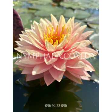 Nymphaea Awesome (Нимфея Авесом)