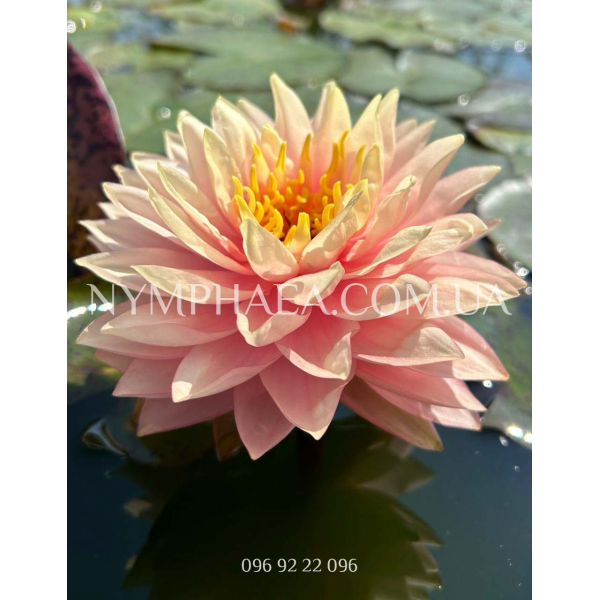 Nymphaea Awesome (Нимфея Авесом)