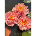 Nymphaea Awesome (Німфея Авесом)