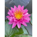 Nymphaea Bangkok Miracle (Нимфея Бангкок Миркл)