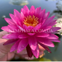 Nymphaea Bangkok Miracle (Нимфея Бангкок Миркл)
