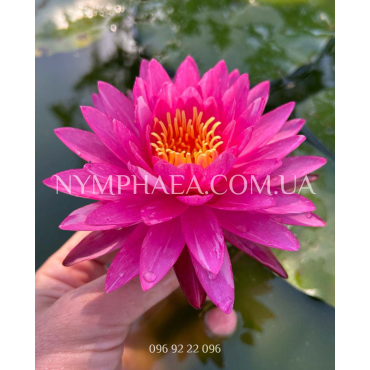 Nymphaea Bangkok Miracle (Нимфея Бангкок Миркл)
