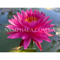Nymphaea Bangkok Miracle (Нимфея Бангкок Миркл)
