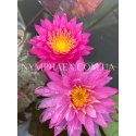 Nymphaea Bangkok Miracle (Нимфея Бангкок Миркл)