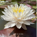Nymphaea Bangkok Snow (Нимфея Бангкок Сноу)