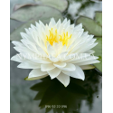 Nymphaea Bangkok Snow (Нимфея Бангкок Сноу)