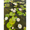 Nymphaea Bangkok Snow (Нимфея Бангкок Сноу)