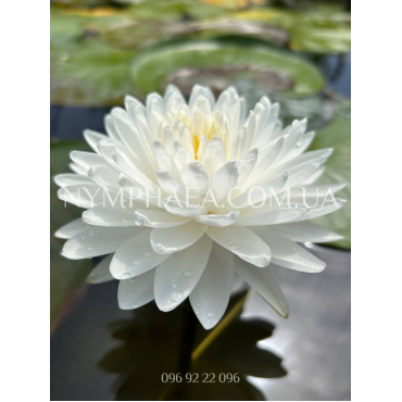 Nymphaea Bangkok Snow (Нимфея Бангкок Сноу)
