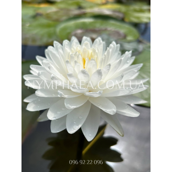 Nymphaea Bangkok Snow (Нимфея Бангкок Сноу)