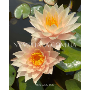 Nymphaea Barbara Dob...