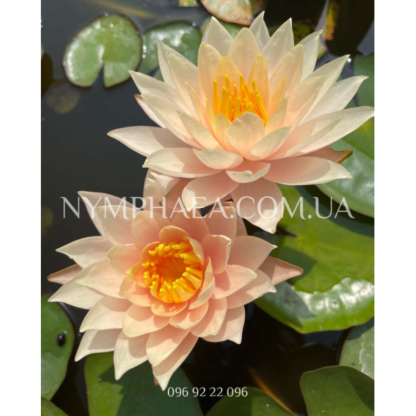 Nymphaea Barbara Dobbins (Нимфея Барбара Доббинс)