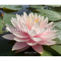 Nymphaea Big Boss (Н...