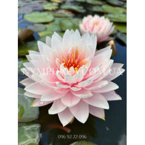 Nymphaea Big Boss (Н...