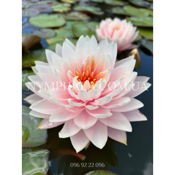 Nymphaea Big Boss (Німфея Біг Бос)