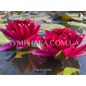 Nymphaea Black Princess (Нимфея Блэк Принцесс)