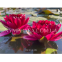 Nymphaea Black Princ...