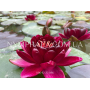 Nymphaea Black Princ...