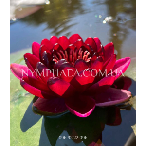 Nymphaea Black Princ...