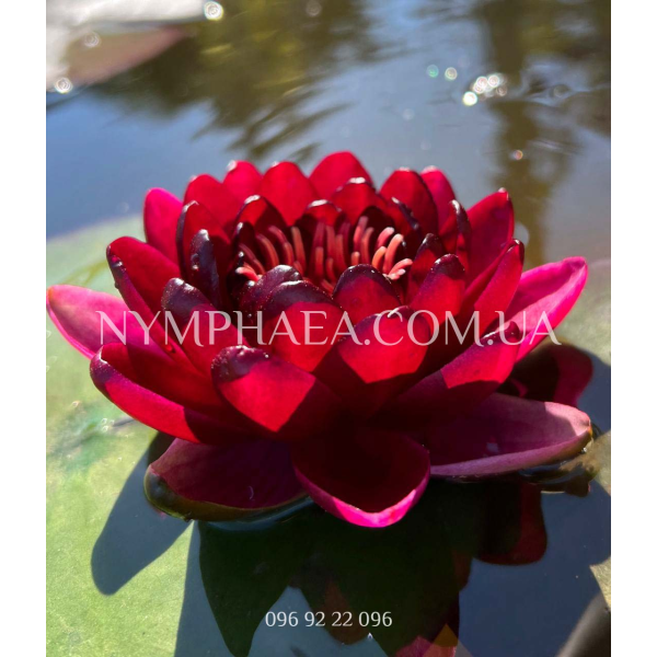 Nymphaea Black Princess (Німфея Блек Принцес)
