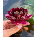 Nymphaea Black Princess (Нимфея Блэк Принцесс)