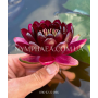 Nymphaea Black Princ...