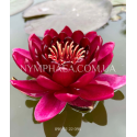 Nymphaea Black Princess (Нимфея Блэк Принцесс)
