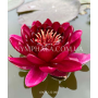 Nymphaea Black Princ...