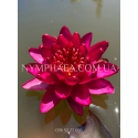 Nymphaea Carmen (Нимфея Кармен)