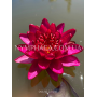 Nymphaea Carmen (Нім...
