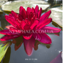Nymphaea Carmen (Нимфея Кармен)