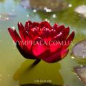 Nymphaea Carmen (Нимфея Кармен)