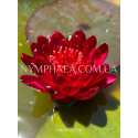 Nymphaea Carmen (Нимфея Кармен)