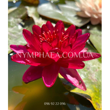 Nymphaea Carmen (Німфея Кармен)
